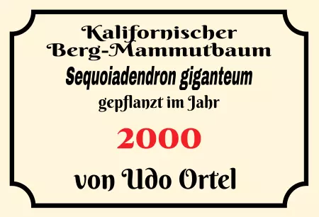 Hinweis Berg-Mammutbaum Bild