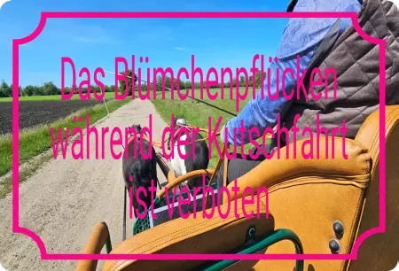 Hinweis Das Blümchenpflücken währen der Kutschfahrt ist .. Bild