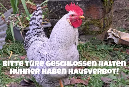 Hinweis Hühner haben Hausverbot Bild