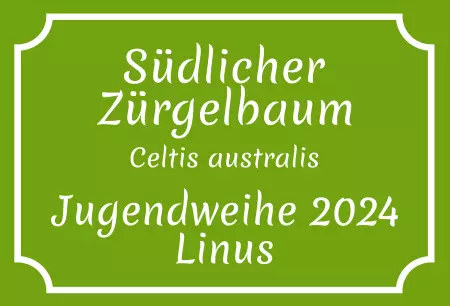 Hinweis Südlicher Zürgelbaum Bild